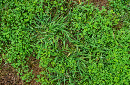 Crabgrass (2)