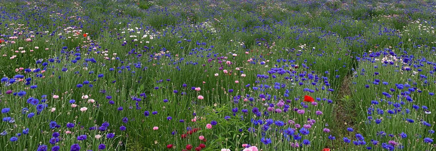 Utility Css Monarch Ccaa Banner 1440X500