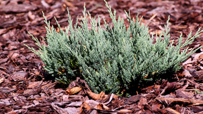 Blue Chip Juniper 600X388