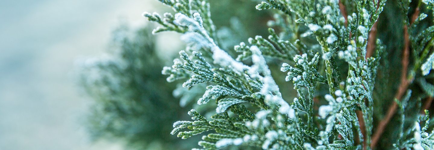 Marcescence Why Some Trees Keep Their Leaves In Winter, 42 OFF