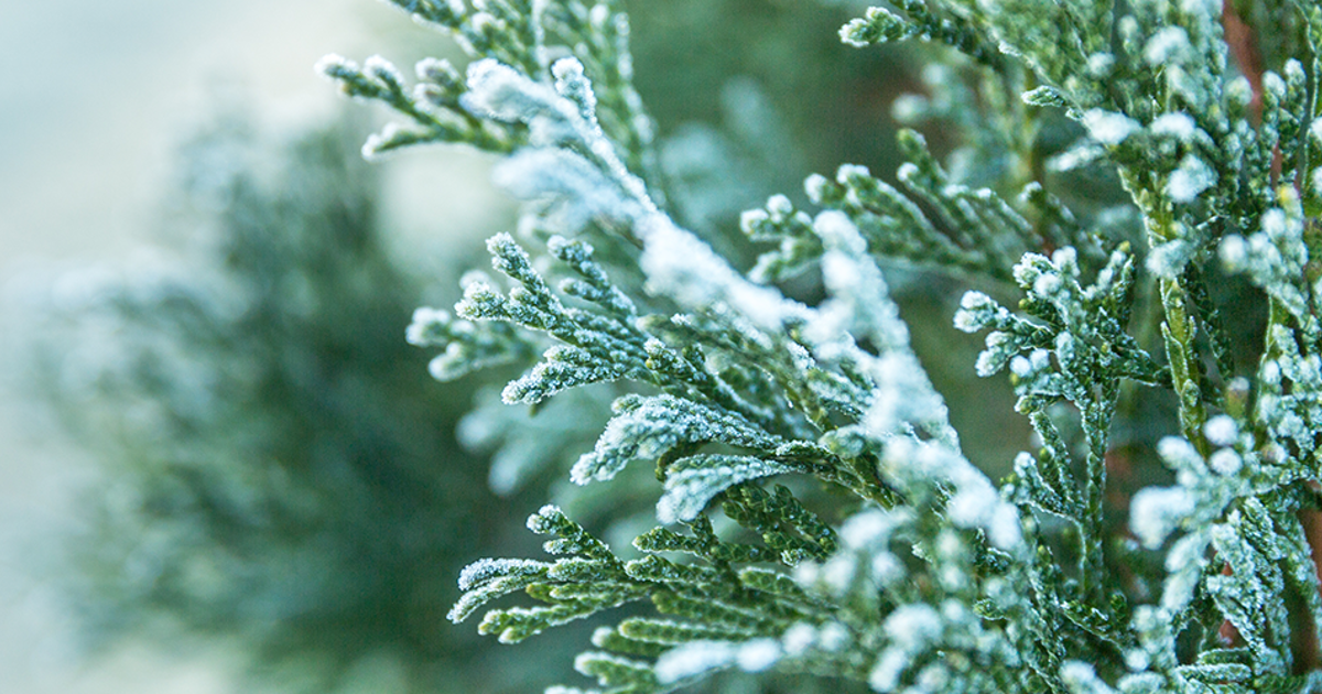 How to Preserve a Live Evergreen Branch With Needles