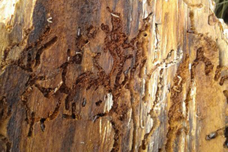 Pine Bark Beetle Galleries And Adults 2021