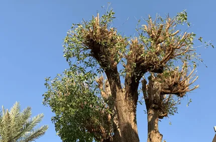 Conocarpus Topping In Riyadh Ad