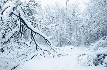 Branch Breakage Snow