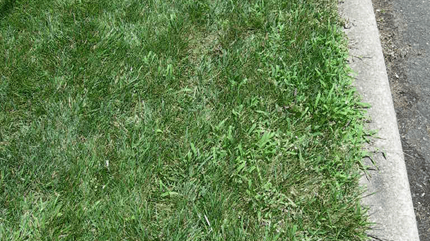 Pest And Disease Crabgrass Sideimage2 608X341