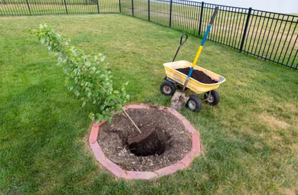 Tree Transplanting