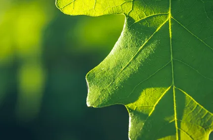 When Can You Prune Oak Trees In Texas