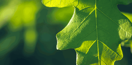 Oak Tree Identification Guide | Davey Tree