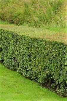 Privet Hedge Privacy Screen Fast Growing Evergreen Shrub Davey Tree