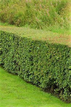 Privet Hedge Privacy Screen Fast Growing Evergreen Shrub Davey Tree