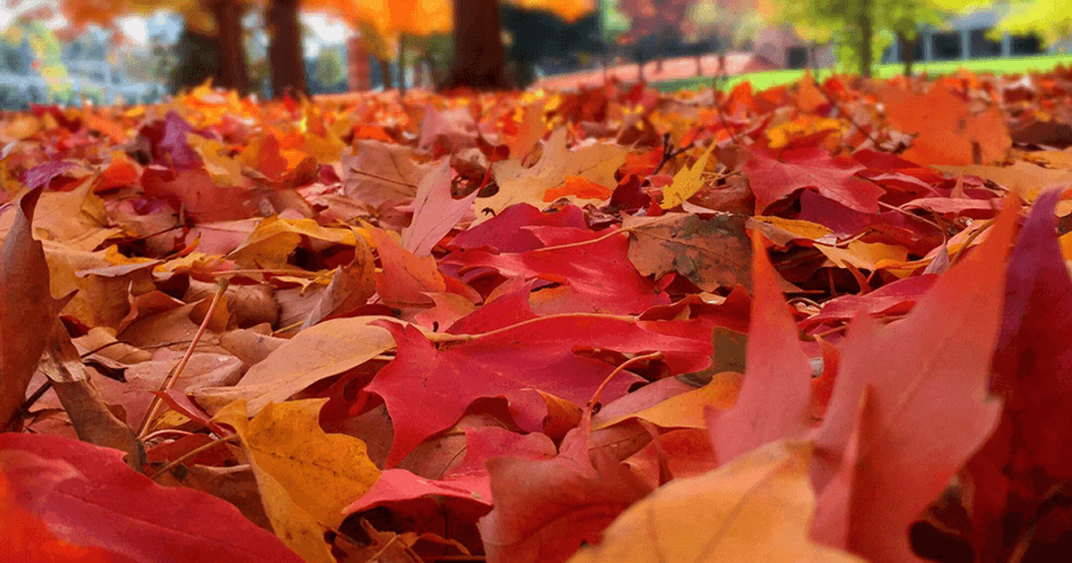 Colorful Fall Pants Colorful Fall Plants: What to Plant in the Fall? | Davey Blog | Davey Tree