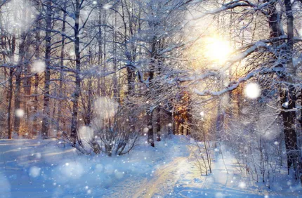 Trees In Snow