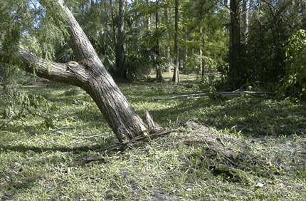 Chinaberry Leaning After Hurricane Charley