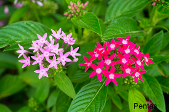 Pentas Stock Resize