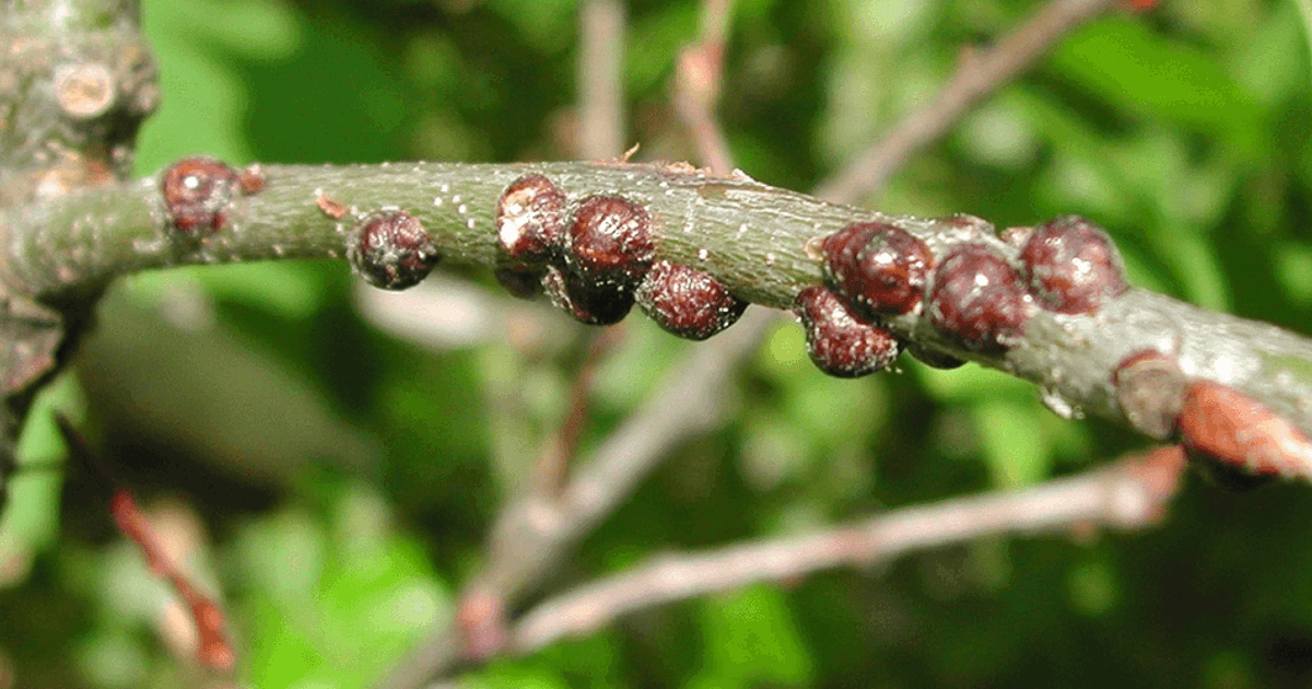 Tree Scale Symptoms & Management | Davey Tree