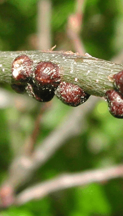 Tree Scale Symptoms & Management | Davey Tree