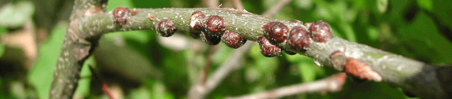Tree Scale Symptoms & Management | Davey Tree