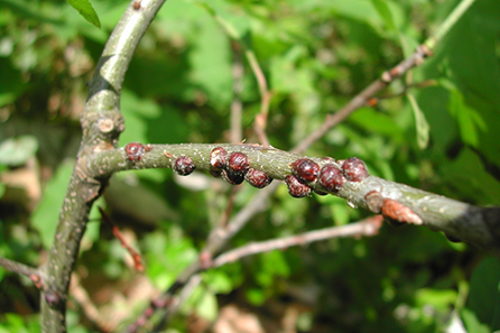 Tree Problems – The Top Tree Insects in Spring and Summer | Davey Tree