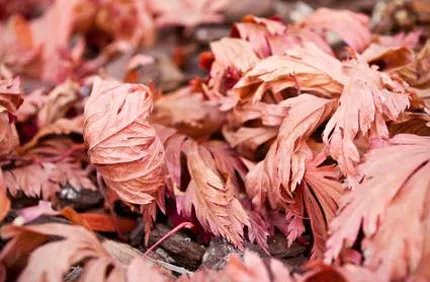Brown Japanese Maple Leaf Dry Scorched Crisp Davey Tree