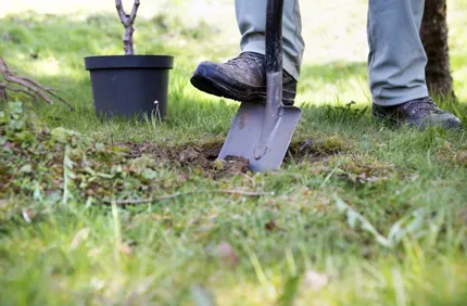 Tree Transplanting (1)