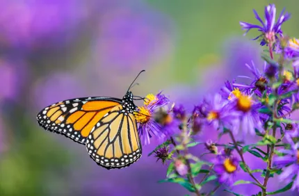 Monarch Butterfly on Flower