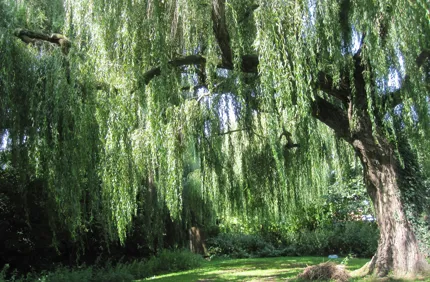 Willow Tree