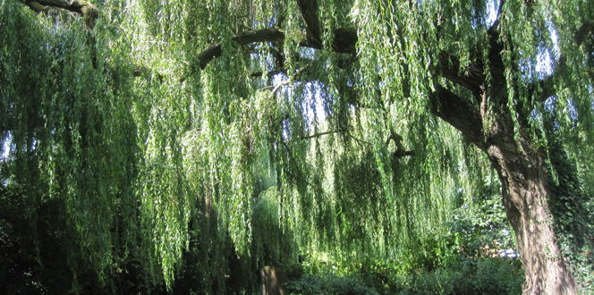 Willow Tree