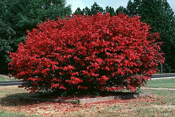 Best Shrubs To Plant In Fall