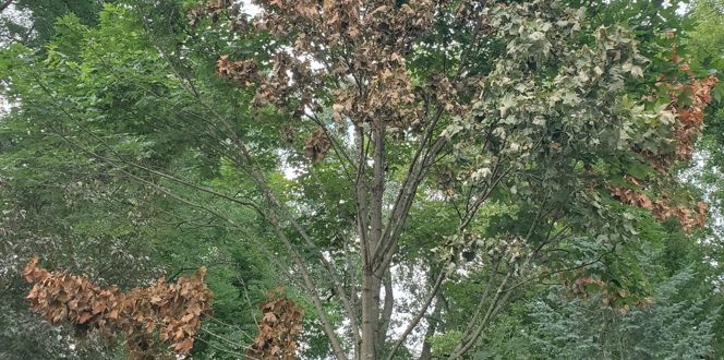 Verticillium Wilt Sarah Ruark AD