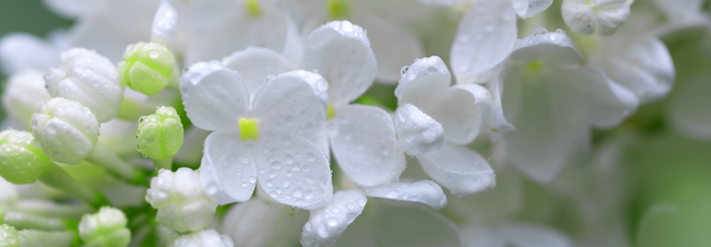Lilac Tree Fertilizer