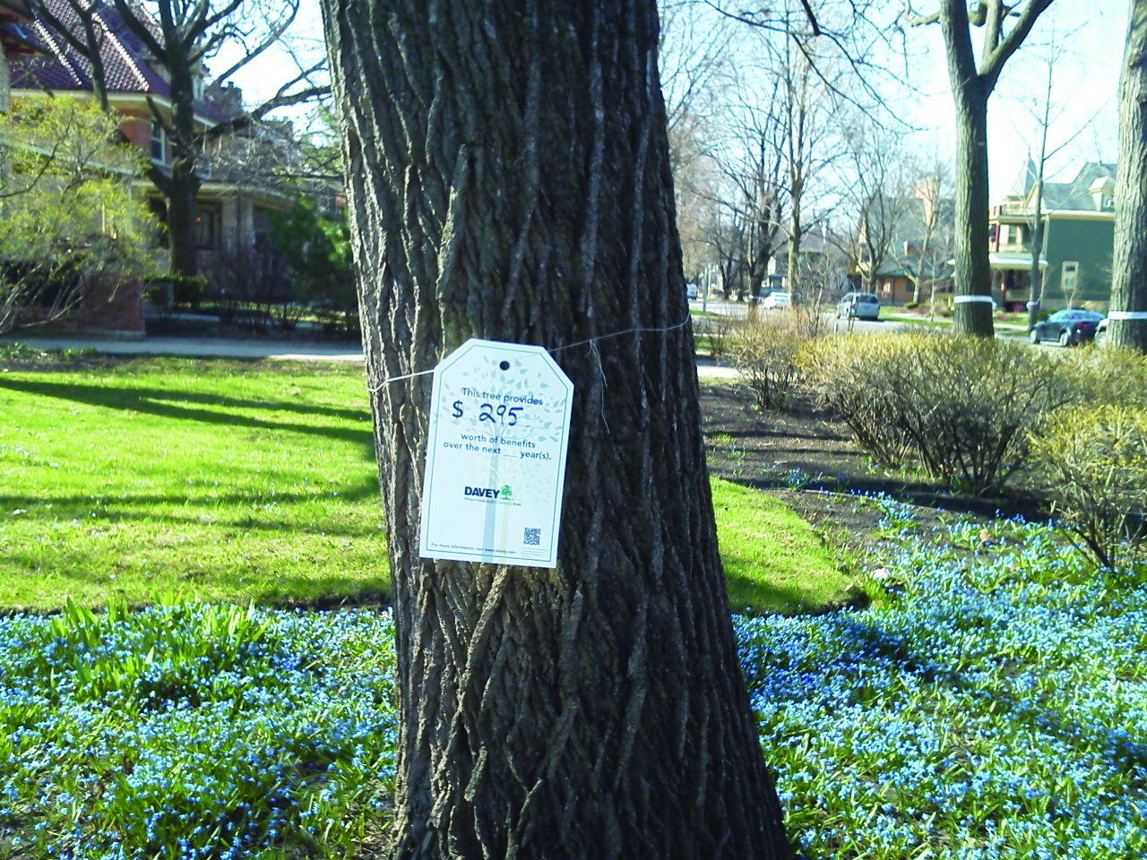 Mydavey Arbor Day Tagging The Benefits 3