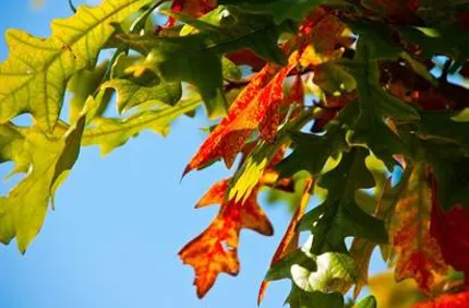 Leaves20starting20to20change20color20 20Web 412X275