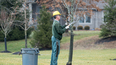 Winter Tree Care - Trees Unlimited