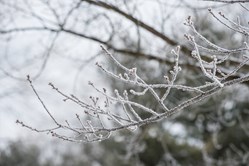 Winter Branch