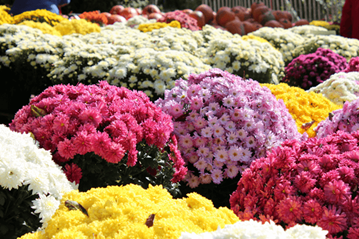 Full Sun Mum Plants