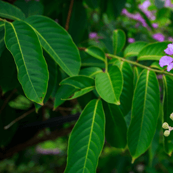 What Does Crepe Myrtle Leaf Look Like