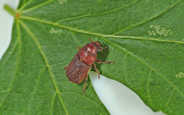 Red Turpentine Beetle