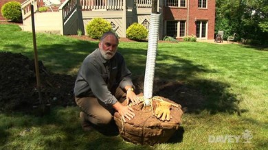 How To Plant A Tree Burlap Wrapped