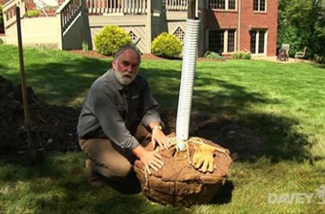 How To Plant A Tree Burlap Wrapped