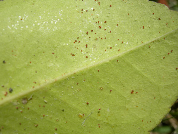 What do spider online mites look like