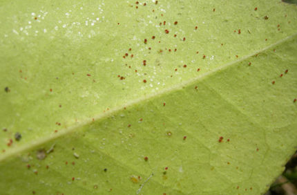 How To Get Rid Of Spider Mites
