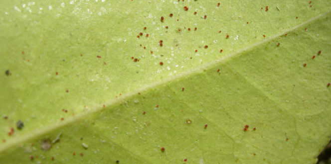 How To Get Rid Of Spider Mites