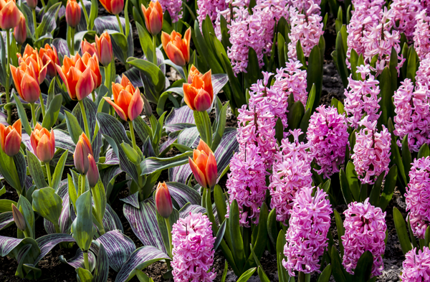 How To Plant Flower Bulbs