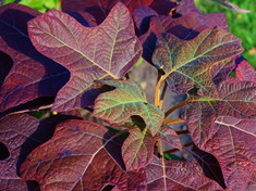 Oakleaf Hydrangea 600X450