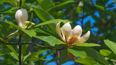 Sweetbay Magnoila