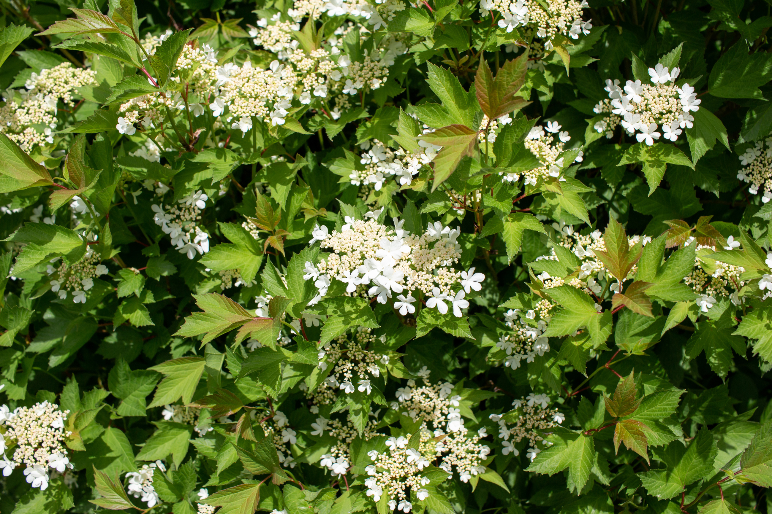 Viburnum