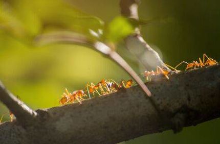 Ants On Tree