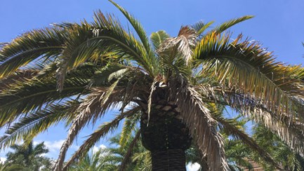 Palm Tree Care Should I Cut Off Brown Palm Leaves? Davey Tree