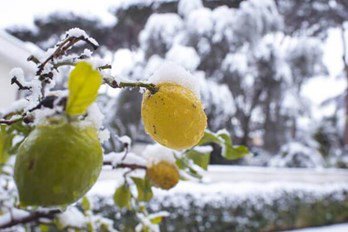 Frost Damage To Fruit Trees