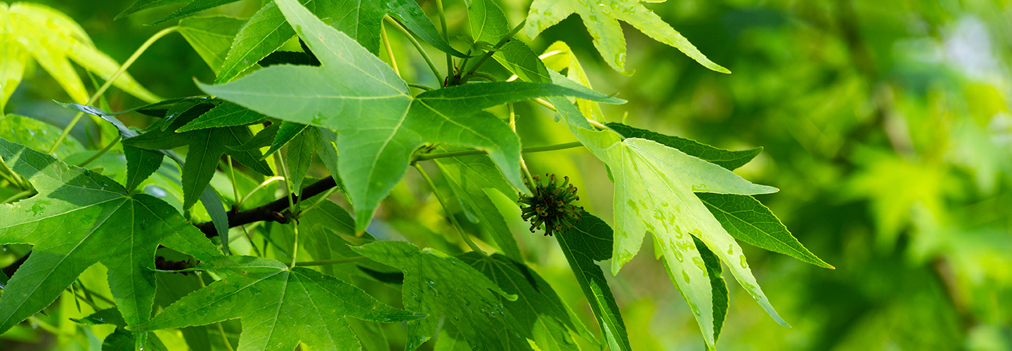 Sweet Gum Tree Types How To Identify, Grow Gumball Tree